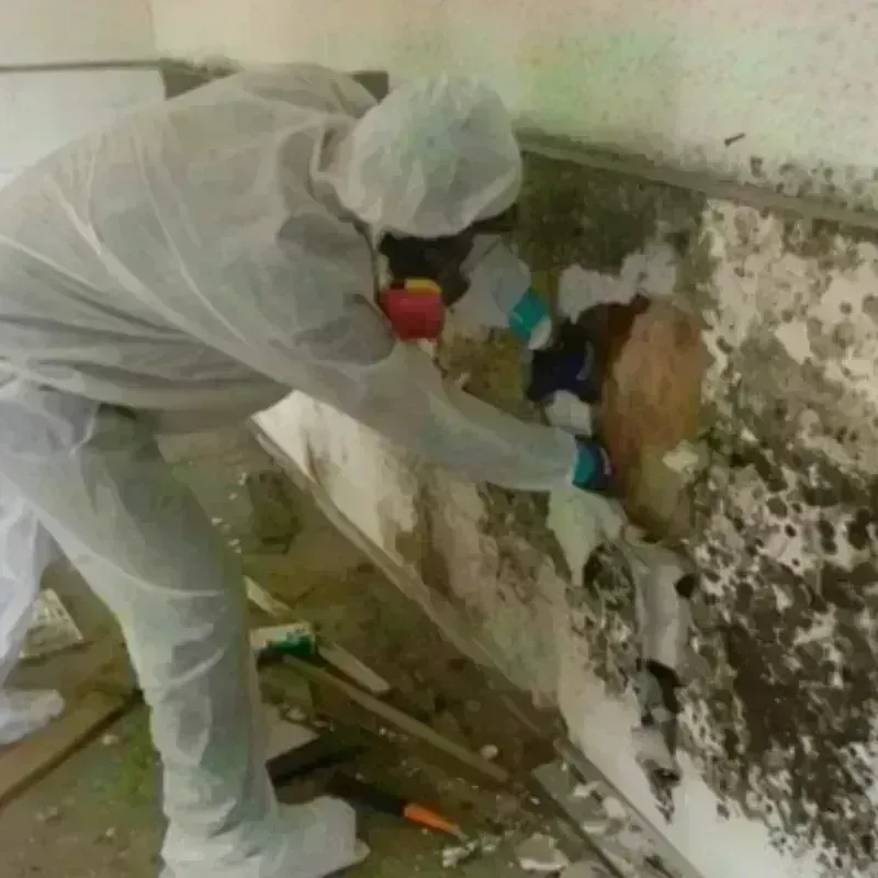 Mold Remediation and Removal in Bismarck, ND